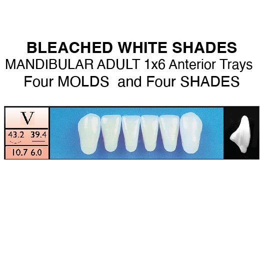 BLEACHED SHADES--Lower 1x6 Anteriors