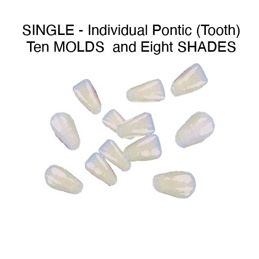 STANDARD SHADES-Lower Single Pontic 