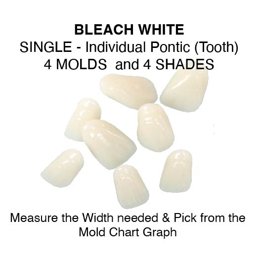 BLEACHED SHADES--Upper Single Pontic