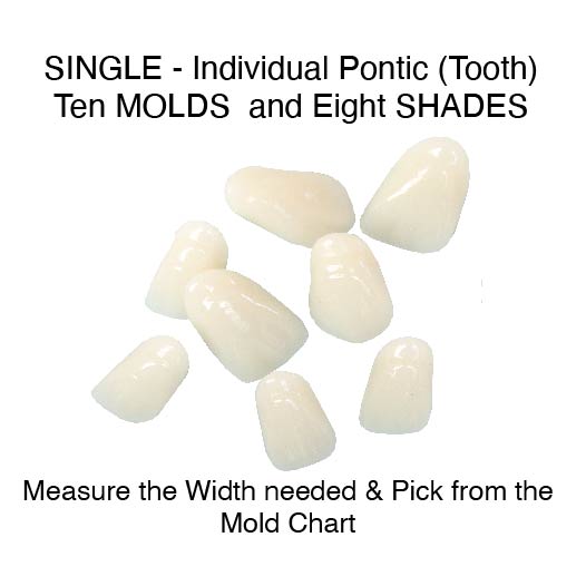 STANDARD SHADES-Upper Single Pontic 